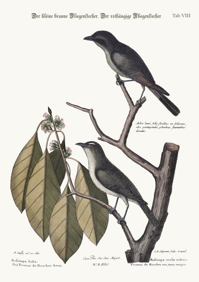 The little brown Flycatcher. The red-eyed Flycatcher, 1749-73 by Mark Catesby